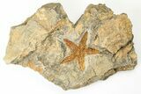 Ordovician Starfish (Petraster?) Fossil - Morocco #193718-1